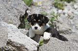 CORGI PEMBROKE 475